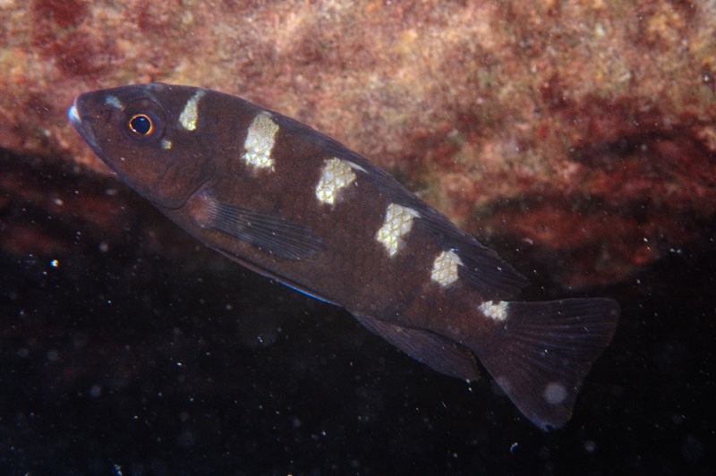 Pseudotropheus crabro 'Masinje'